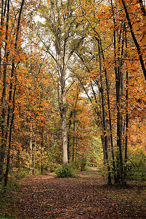 Fall in Ohio