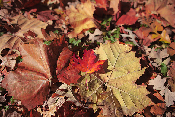 Fall in Ohio