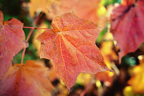 Fall in Ohio