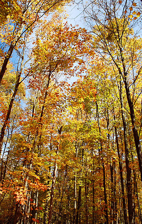 Fall in Ohio