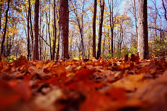 Fall in Ohio