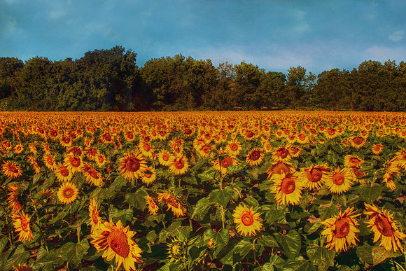 sunflowers, yellow springs
